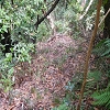 Plants: image 90 Of 208 Thumb